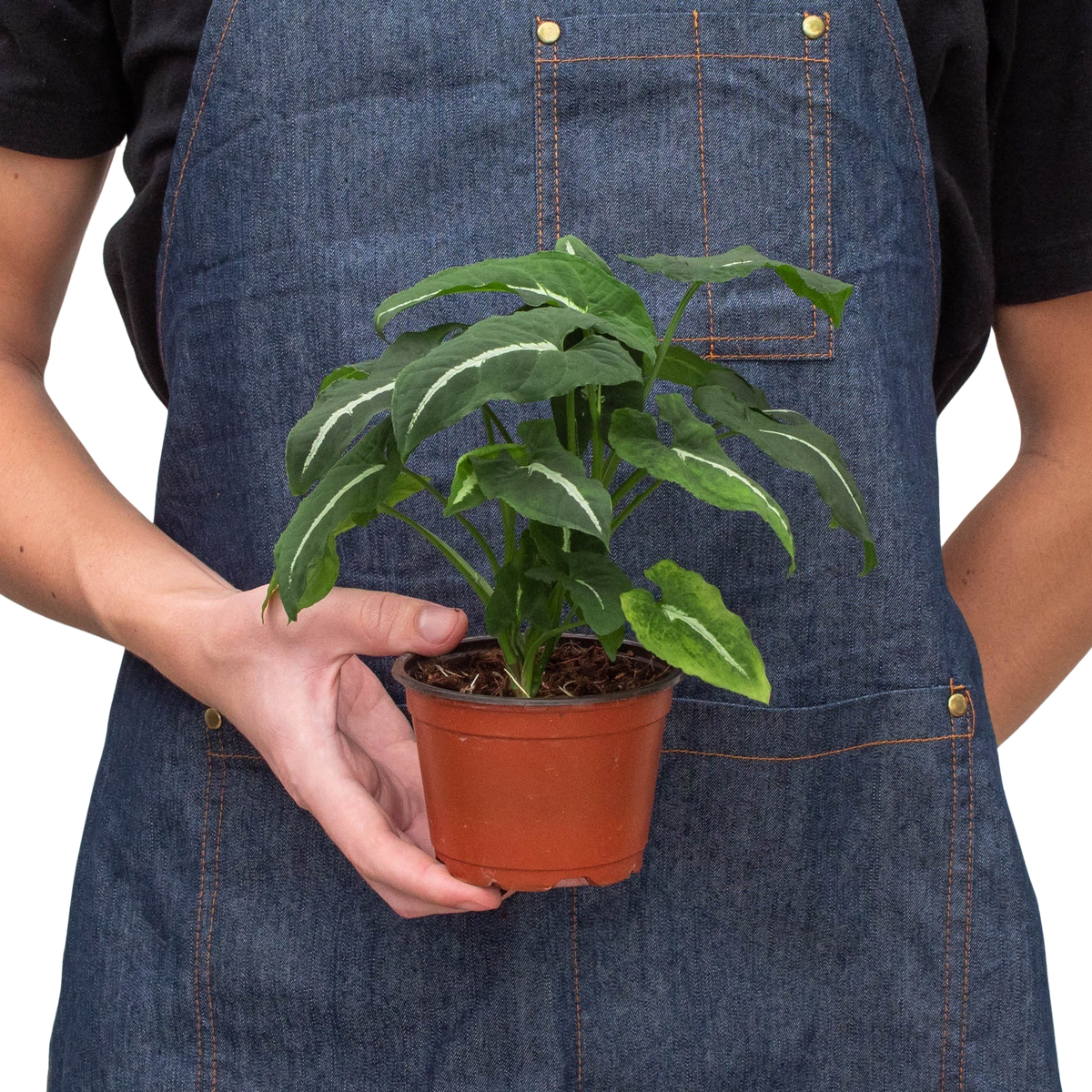 Syngonium wendlanii 'Black Velvet'
