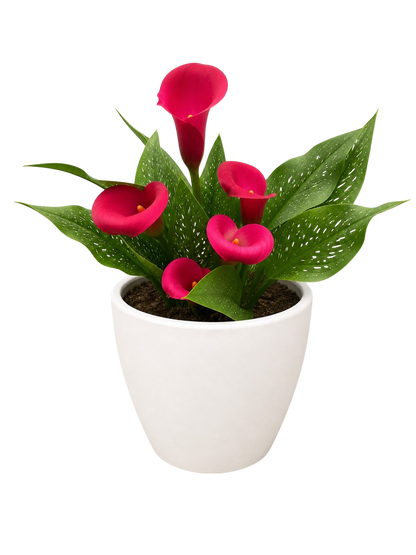 Calla Lily
