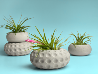 Concave Dots Air Plant Holder | Succulent Planter