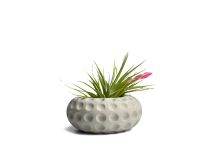 Concave Dots Air Plant Holder | Succulent Planter