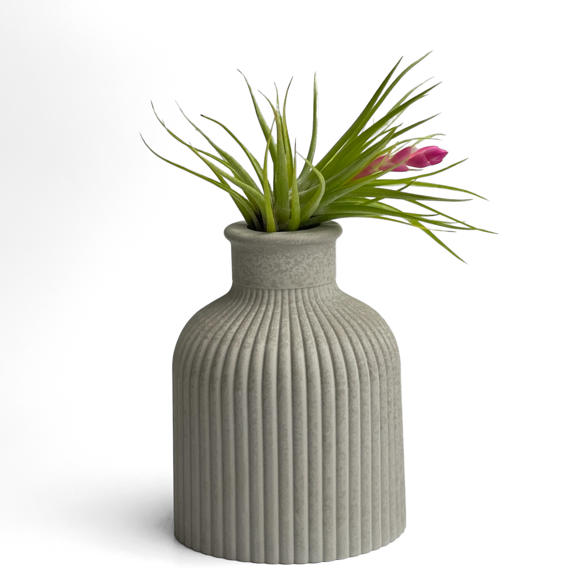 FAT MINI VASE | AIR PLANT HOLDER
