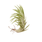 Tillandsia Air Plant Araujei